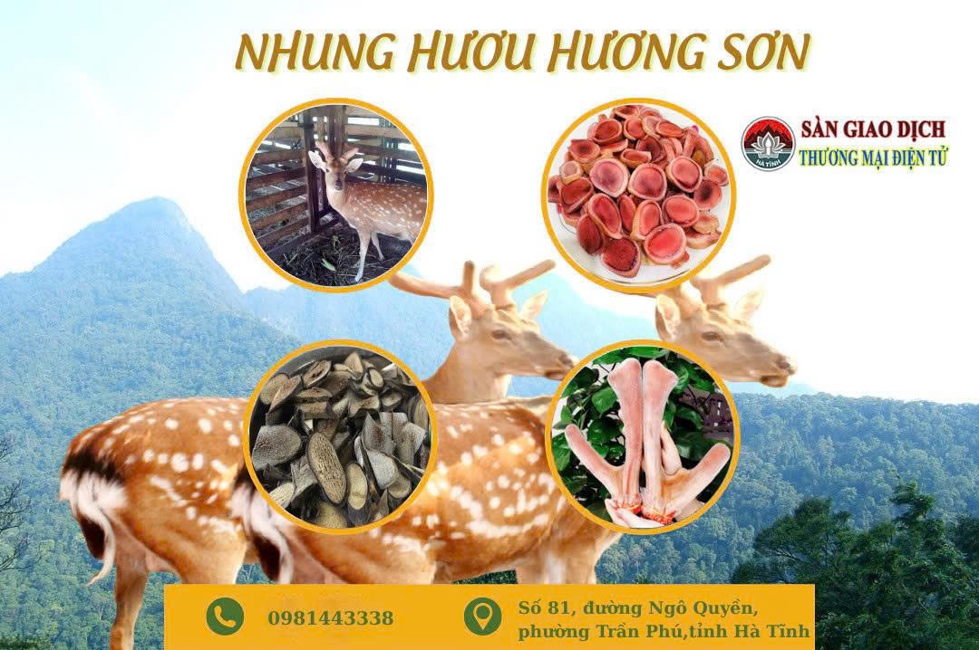 Nhung hươu Hương Sơn