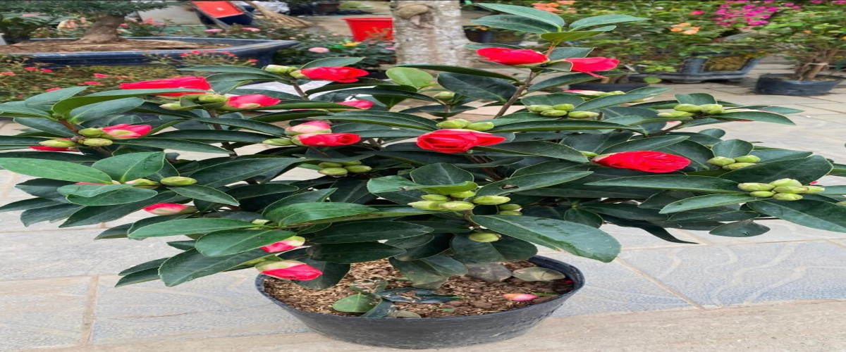 Tập Đoàn Gia Hưng Group